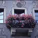 Lucerne flowers